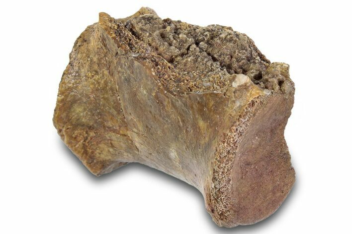 Triassic Reptile (Postosuchus) Caudal Vertebra - Texas #315704